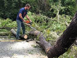 Best Hazardous Tree Removal  in Darien, IL